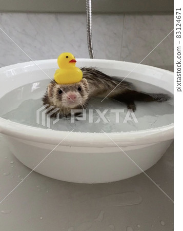 Bathing with a ferret duck Bathing with a ferret duck 83124671