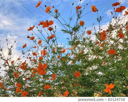 Orange flowers Orange flowers 83124738
