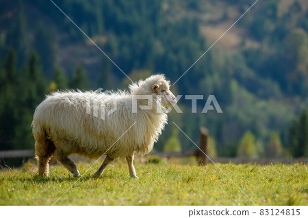 Mountain sheep grazing on pasture in autumn Mountain sheep grazing on pasture in autumn 83124815