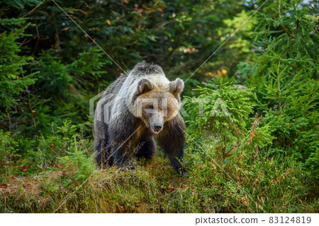 Wild Brown Bear in the autumn forest. Animal in natural habitat. Wildlife scene 83124819