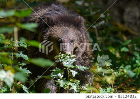 Baby cub wild Brown Bear (Ursus Arctos) in the autumn forest. Animal in natural habitat 83124832
