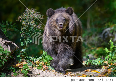Baby cub wild Brown Bear (Ursus Arctos) in the autumn forest. Animal in natural habitat 83124834