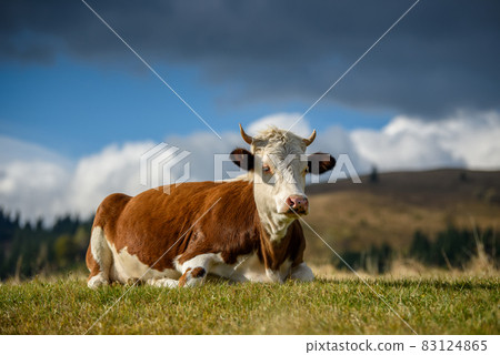 Brown cow on pasture in mountains 83124865