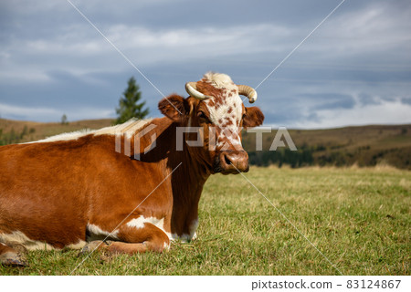 Brown cow on pasture in mountains 83124867