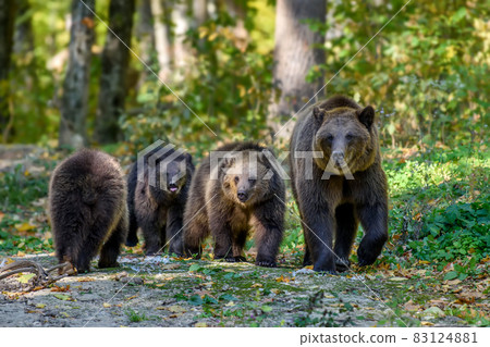 Three wild brown bear cubs (Ursus Arctos) with mother in the autumn forest. Animal in natural habitat Three wild brown bear cubs (Ursus Arctos) with mother in the autumn forest. Animal in natural habitat 83124881