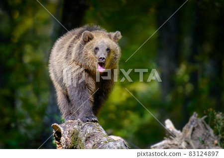 Baby cub wild Brown Bear (Ursus Arctos) on tree in the autumn forest. Animal in natural habitat Baby cub wild Brown Bear (Ursus Arctos) on tree in the autumn forest. Animal in natural habitat 83124897