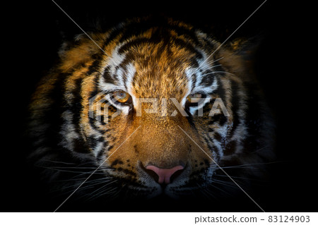 Tiger portrait on a black background. View from the darkness Tiger portrait on a black background. View from the darkness 83124903