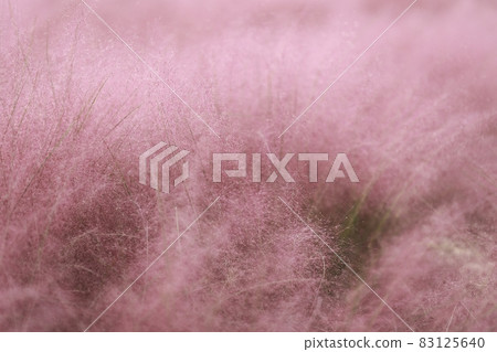 Autumn scenery, cosmos, pink muhly Autumn scenery, cosmos, pink muhly 83125640