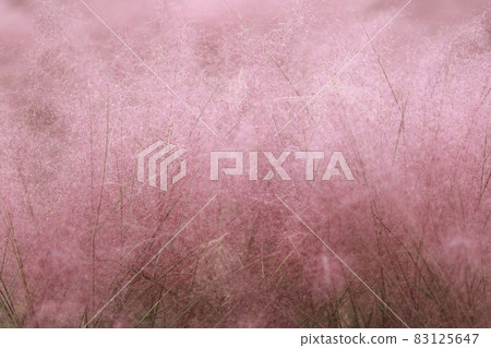 Autumn scenery, cosmos, pink muhly Autumn scenery, cosmos, pink muhly 83125647