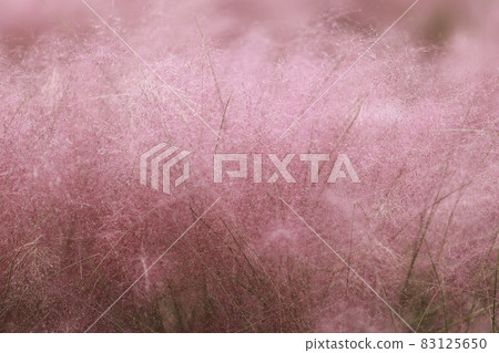 秋天的景色,宇宙,粉紅色的muhly 秋天的景色,宇宙,粉紅色的muhly 83125650