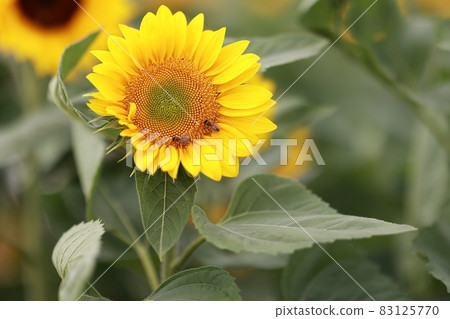 Autumn scenery, cosmos, pink muhly 83125770