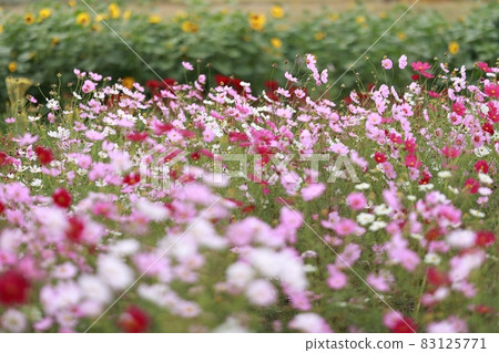 Autumn scenery, cosmos, pink muhly 83125771