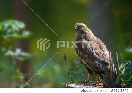 Common buzzard sitting on hemp. Danger animal in nature habitat 83125832