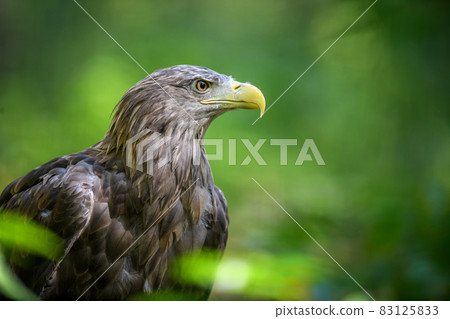 Portrait white-tailed eagle. Danger animal in nature habitat 83125833
