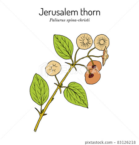 Jerusalem thorn Paliurus spina-christi , medicinal plant 83126218