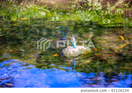 Kingfisher Do not miss a momentary chance Kingfisher Do not miss a momentary chance 83126234