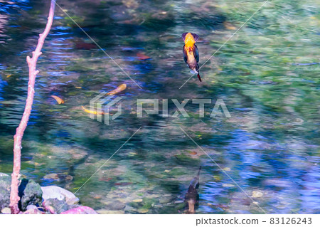 Kingfisher Do not miss a momentary chance Kingfisher Do not miss a momentary chance 83126243