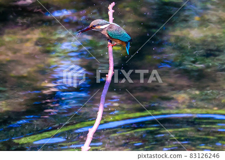 翠鳥 不要錯過一時的機會 翠鳥 不要錯過一時的機會 83126246