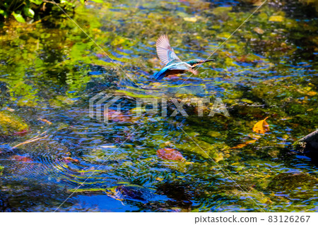 Kingfisher Do not miss a momentary chance 83126267