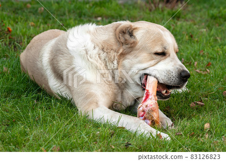 pretty asian with big bone