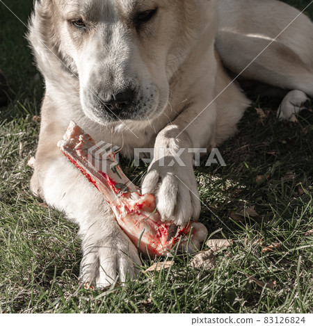 Central Asian Shepherd Dog alabai laying eating big bone on meadow Central Asian Shepherd Dog alabai laying eating big bone on meadow 83126824