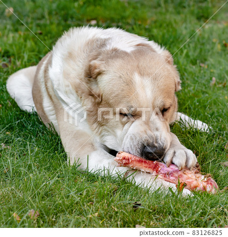 pretty asian with big bone