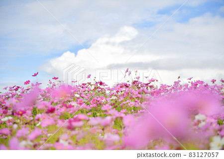 Autumn cherry blossoms at the milk ranch in full bloom in Nishihara village in autumn 83127057