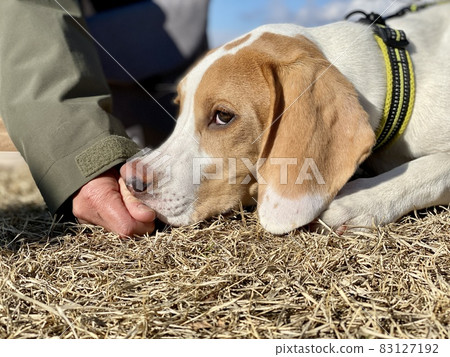 一隻狗的臉朝上,手放在鼻子上 一隻狗的臉朝上,手放在鼻子上 83127192