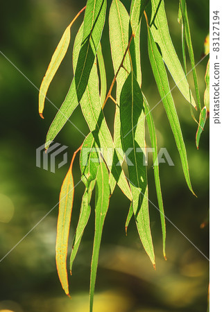 Eucalyptus green leaves Eucalyptus green leaves 83127194