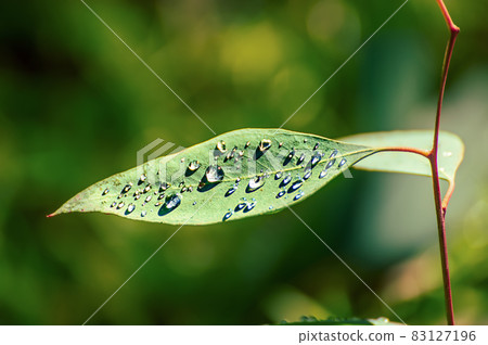 Eucalyptus green leaves 83127196