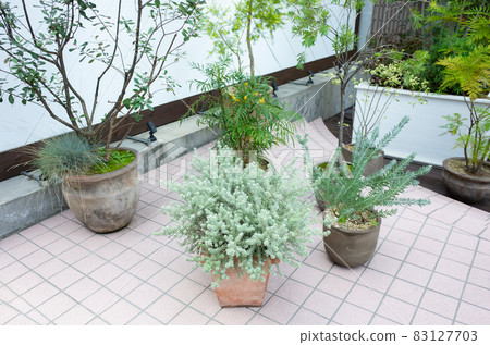 Image of foliage plants on the terrace 83127703