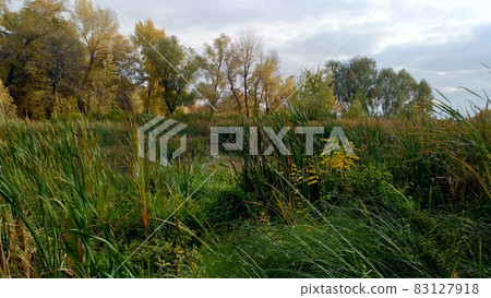 Swampy river bank in autumn, panoramic view Swampy river bank in autumn, panoramic view 83127918