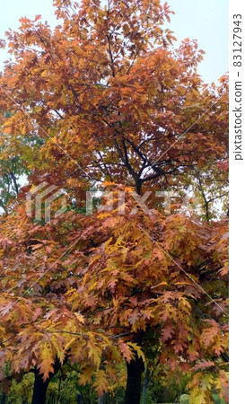 Tree in autumn - oak in park, leaves and branches against sky 83127943