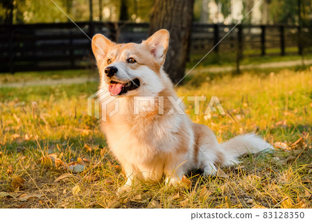 Welsh Corgi Pembroke puppy, happy smiling dog. Portrait of Welsh Corgi Pembroke smile and happy Cute dog sitting on the grass in the park. Welsh Corgi Pembroke puppy, happy smiling dog. Portrait of Welsh Corgi Pembroke smile and happy Cute dog sitting on the grass in the park. 83128350