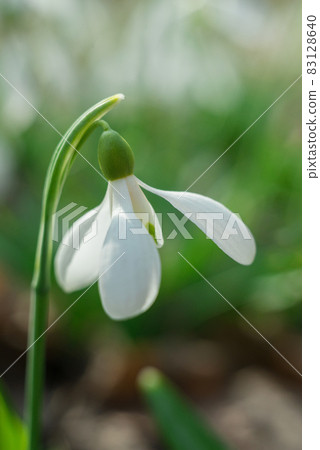 Soft focused macro snowdrops spring first oniony. Beautiful group of blooming white flowers, good for greeting postcard. 83128640