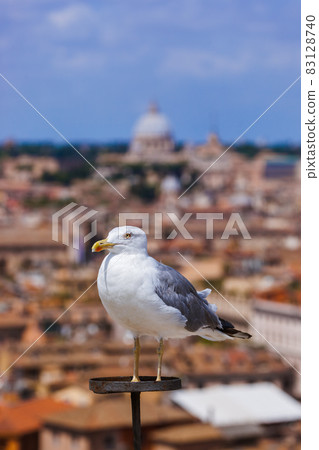 Seagull and Rome Italy cityscape Seagull and Rome Italy cityscape 83128740
