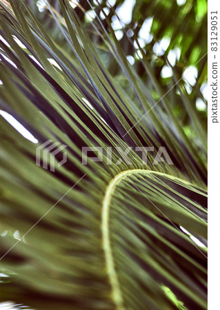 Close up of palm leaves. Abstract striped natural green background. 83129051