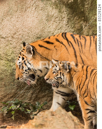 Parent and child of Amur tiger Parent and child of Amur tiger 83129124