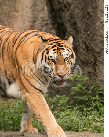 Walking Amur tiger mother Walking Amur tiger mother 83129128