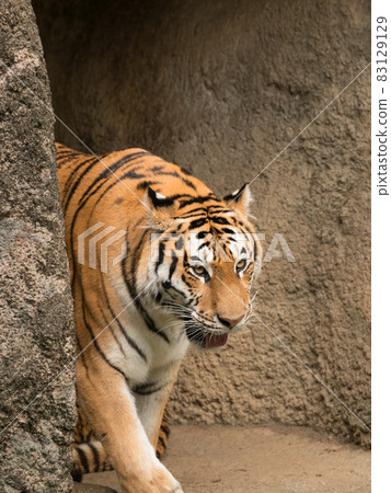 Amur tiger's mother leaving the cave Amur tiger's mother leaving the cave 83129129