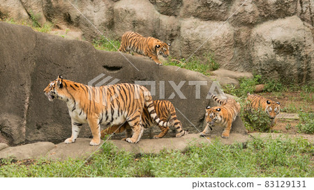 Amur tiger brothers chasing mother 83129131