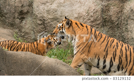 Amur tiger cub sweetened by mother 83129132