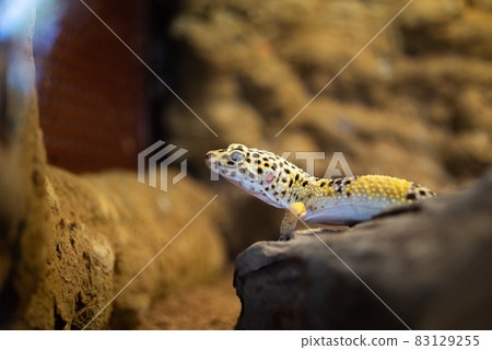 Leopard gecko Leopard gecko 83129255