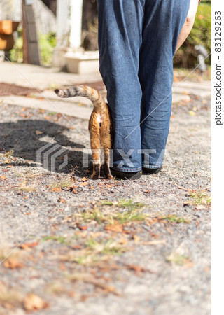 A cat approaching your feet A cat approaching your feet 83129263