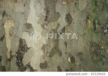 Platanus sycamore camouflage bark 83129420