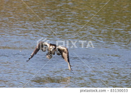 Waterside King Osprey 83130033