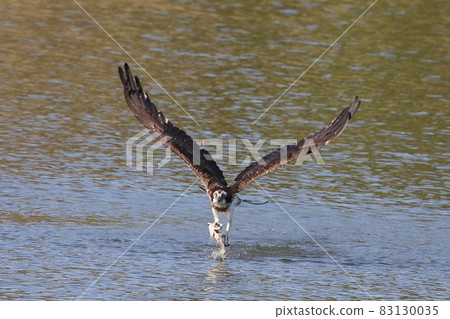 Waterside King Osprey 83130035