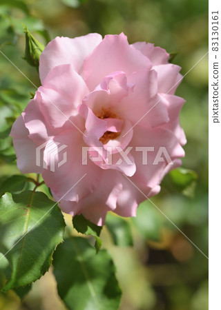 Rose (Rosendorf Spary Hop) 83130161