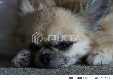 Small dog "Chihuahua" 2 Small dog "Chihuahua" 2 83130349