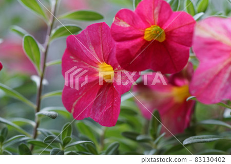 Calibrachoa (Petunia, Solanaceae) 4 Calibrachoa (Petunia, Solanaceae) 4 83130402